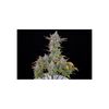 Gorilla Cookies Auto, Фасовка: 1, изображение 3